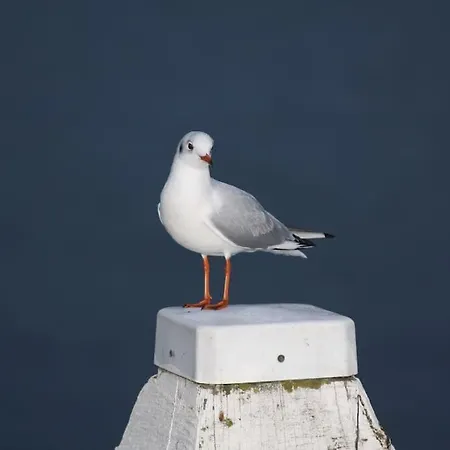 Апартаменты Ferienbungalow Buhne Mit Kamin In