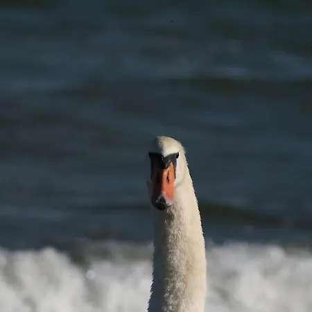 Апартаменты Ferienbungalow Buhne Mit Kamin In Больтенхаген