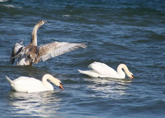شقة Ferienbungalow Buhne Mit Kamin In *