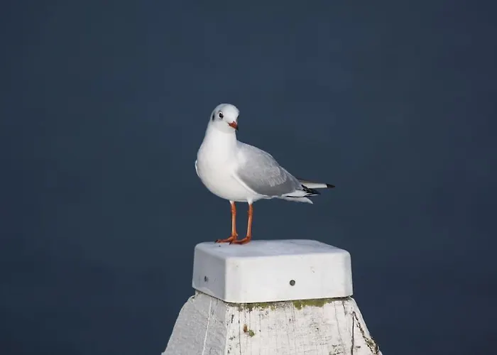 شقة Ferienbungalow Buhne Mit Kamin In