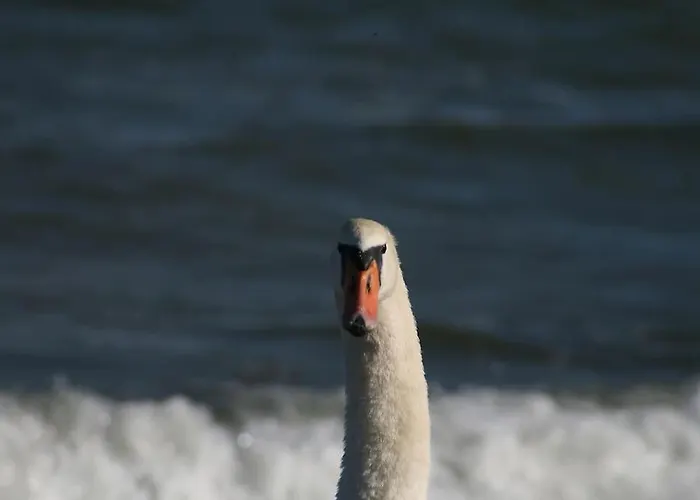 شقة Ferienbungalow Buhne Mit Kamin In بولتينهاجين